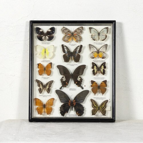 Butterfly Display